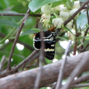 Phalaenoides glycinae at Hawker, ACT - 12 Mar 2021