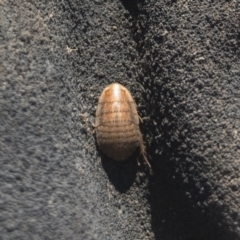 Calolampra sp. (genus) (Bark cockroach) at Michelago, NSW - 19 May 2020 by Illilanga