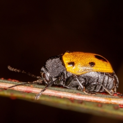 Cadmus (Cadmus) litigiosus (Leaf beetle) at Sutton, NSW - 11 Mar 2021 by rawshorty