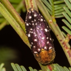 Diphucrania leucosticta (White-flecked acacia jewel beetle) at Mulligans Flat - 11 Mar 2021 by rawshorty