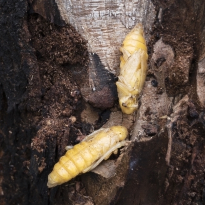 Cerambycidae (family) (A longhorn beetle) at Illilanga & Baroona - 16 Nov 2020 by Illilanga