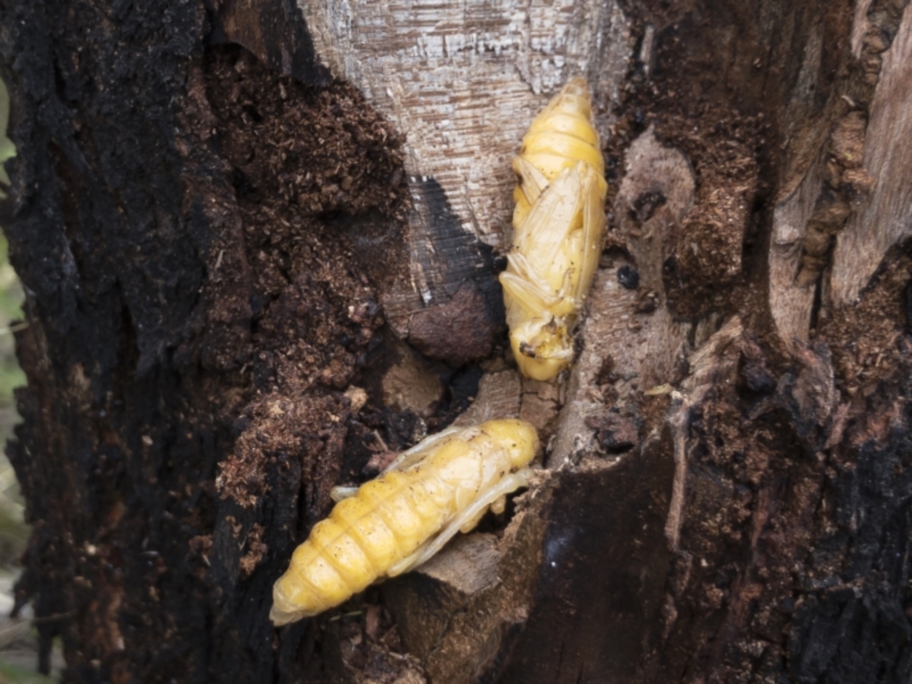 Cerambycidae (family) at Michelago, NSW - 16 Nov 2020