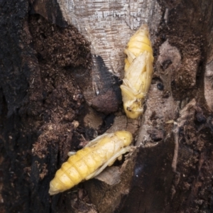 Cerambycidae (family) at Michelago, NSW - 16 Nov 2020