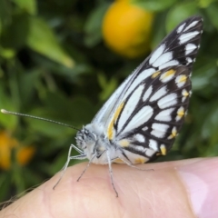 Belenois java (Caper White) at Michelago, NSW - 17 Oct 2020 by Illilanga