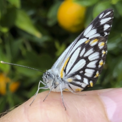 Belenois java (Caper White) at Michelago, NSW - 17 Oct 2020 by Illilanga