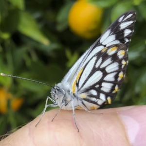 Belenois java at Michelago, NSW - 17 Oct 2020