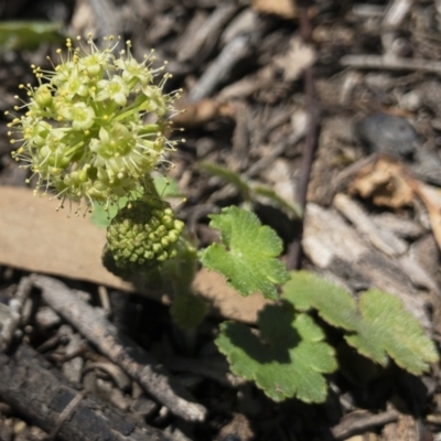 Hydrocotyle laxiflora (Stinking Pennywort) at Michelago, NSW - 14 Nov 2020 by Illilanga