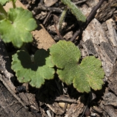 Hydrocotyle laxiflora at Michelago, NSW - 14 Nov 2020 11:49 AM