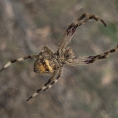 Socca pustulosa (Knobbled Orbweaver) at Illilanga & Baroona - 14 Dec 2020 by Illilanga