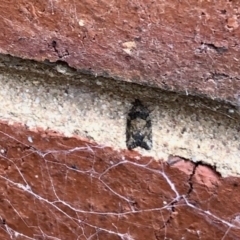Asthenoptycha sphaltica (a Tortrix moth) at Aranda, ACT - 12 Mar 2021 by KMcCue