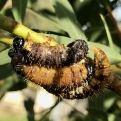 Perginae sp. (subfamily) (Unidentified pergine sawfly) at Aranda, ACT - 12 Mar 2021 by KMcCue