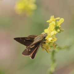 Timoconia peron (Dingy Grass-skipper) at Majura, ACT - 4 Jan 2011 by DPRees125