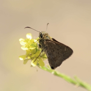 Timoconia peron at Majura, ACT - suppressed