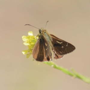 Timoconia peron at Majura, ACT - suppressed