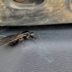 Camponotus sp. (genus) at Aranda, ACT - 12 Mar 2021