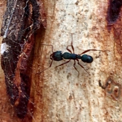 Rhytidoponera aspera (Greenhead ant) at Aranda, ACT - 12 Mar 2021 by KMcCue