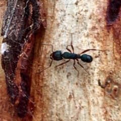 Rhytidoponera aspera (Greenhead ant) at Aranda, ACT - 12 Mar 2021 by KMcCue