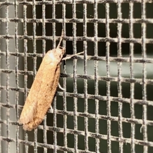 Lepidoptera unclassified ADULT moth at Aranda, ACT - 12 Mar 2021