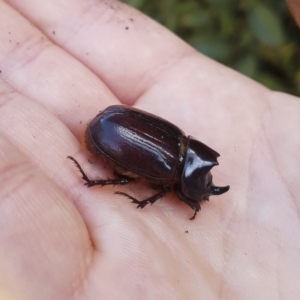 Dasygnathus sp. (genus) at Red Hill, ACT - 16 Feb 2020