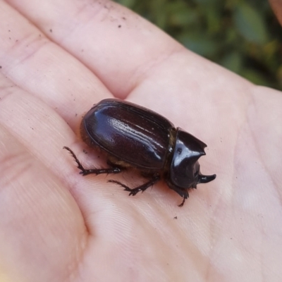 Dasygnathus sp. (genus) (Rhinoceros beetle) at Red Hill, ACT - 16 Feb 2020 by Illilanga