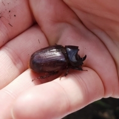 Dasygnathus sp. (genus) at Red Hill, ACT - 16 Feb 2020