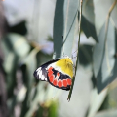 Delias argenthona (Scarlet Jezebel) at Mount Ainslie - 22 Jan 2011 by DPRees125