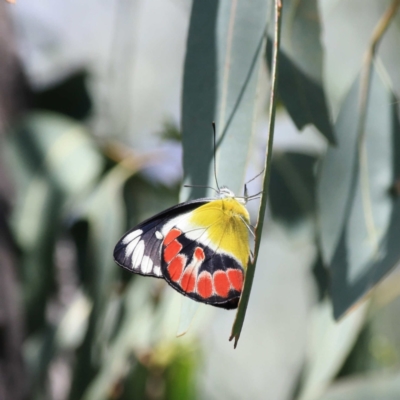 Delias argenthona (Scarlet Jezebel) at Pialligo, ACT - 23 Jan 2011 by DPRees125