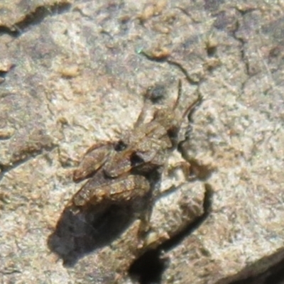 Tetrigidae (family) (Pygmy grasshopper) at Mulligans Flat - 12 Mar 2021 by Christine