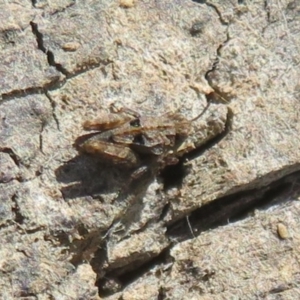 Tetrigidae (family) at Forde, ACT - 12 Mar 2021