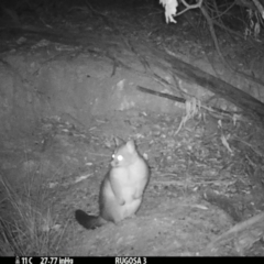 Trichosurus vulpecula (Common Brushtail Possum) at Rugosa - 5 Mar 2021 by SenexRugosus