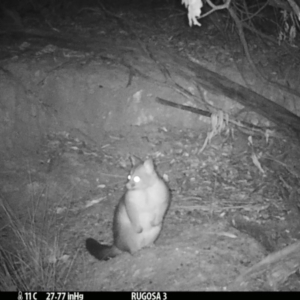 Trichosurus vulpecula at Yass River, NSW - 5 Mar 2021 11:53 PM