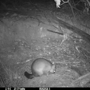 Trichosurus vulpecula at Yass River, NSW - 5 Mar 2021 11:53 PM