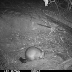 Trichosurus vulpecula at Yass River, NSW - 5 Mar 2021