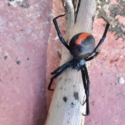 Latrodectus hasselti (Redback Spider) at Aranda, ACT - 12 Mar 2021 by KMcCue