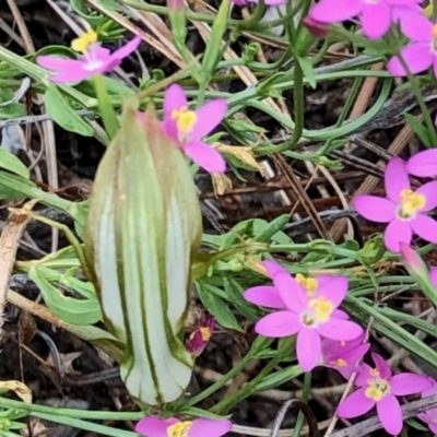 Diplodium sp. (A Greenhood) at Namadgi National Park - 11 Mar 2021 by KMcCue