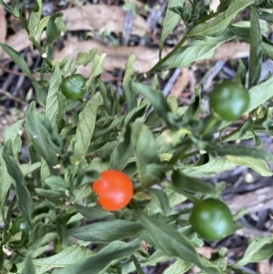 Solanum pseudocapsicum at Hughes, ACT - 28 Feb 2021 10:35 AM