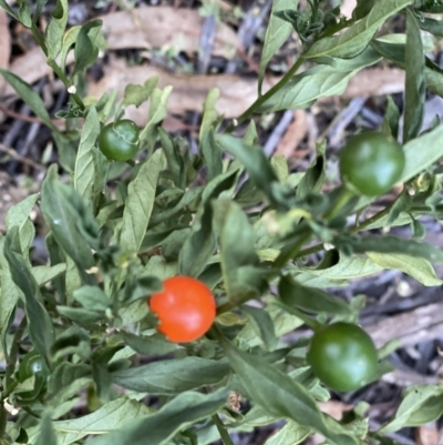 Solanum pseudocapsicum (Jerusalem Cherry, Madeira Cherry) at Hughes Grassy Woodland - 27 Feb 2021 by KL