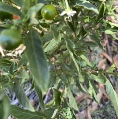 Solanum pseudocapsicum at Hughes, ACT - 28 Feb 2021 10:35 AM