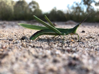 Acrida conica (Giant green slantface) at Isaacs, ACT - 12 Mar 2021 by MPennay