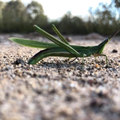 Acrida conica (Giant green slantface) at Isaacs, ACT - 12 Mar 2021 by MPennay