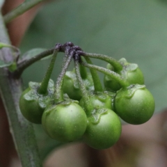 Solanum nigrum (Black Nightshade) at O'Connor, ACT - 12 Mar 2021 by ConBoekel