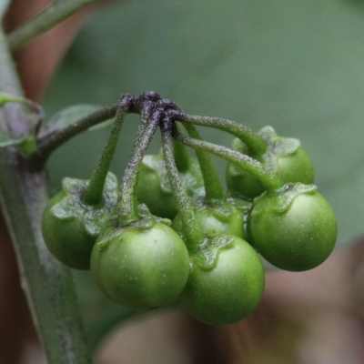 Solanum nigrum (Black Nightshade) at Dryandra St Woodland - 12 Mar 2021 by ConBoekel