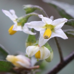 Solanum nigrum at O'Connor, ACT - 12 Mar 2021 11:18 AM