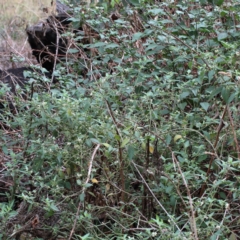 Solanum nigrum at O'Connor, ACT - 12 Mar 2021