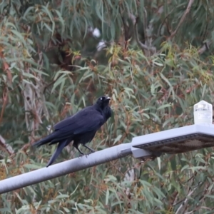 Corvus coronoides at Aranda, ACT - 12 Mar 2021