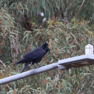 Corvus coronoides (Australian Raven) at Aranda, ACT - 12 Mar 2021 by Tammy