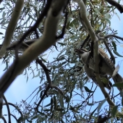 Eudynamys orientalis (Pacific Koel) at Red Hill to Yarralumla Creek - 12 Mar 2021 by JackyF