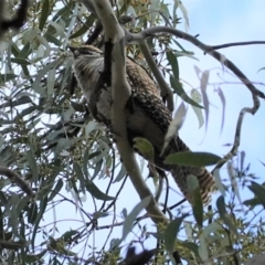 Eudynamys orientalis at Hughes, ACT - 12 Mar 2021 12:43 PM