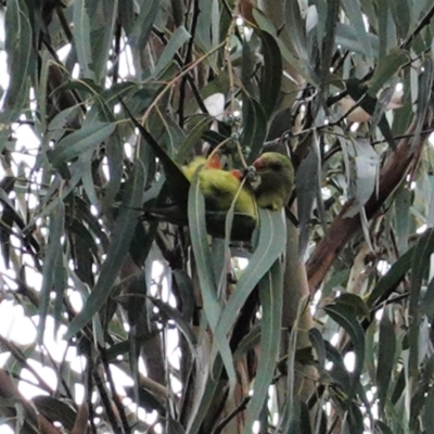 Polytelis swainsonii (Superb Parrot) at Red Hill to Yarralumla Creek - 12 Mar 2021 by JackyF