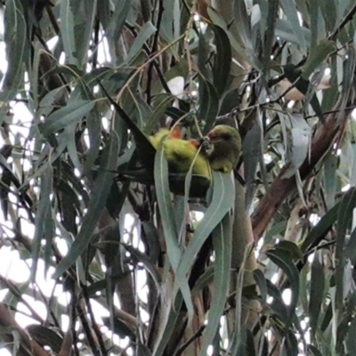 Polytelis swainsonii (Superb Parrot) at Hughes, ACT - 12 Mar 2021 by JackyF